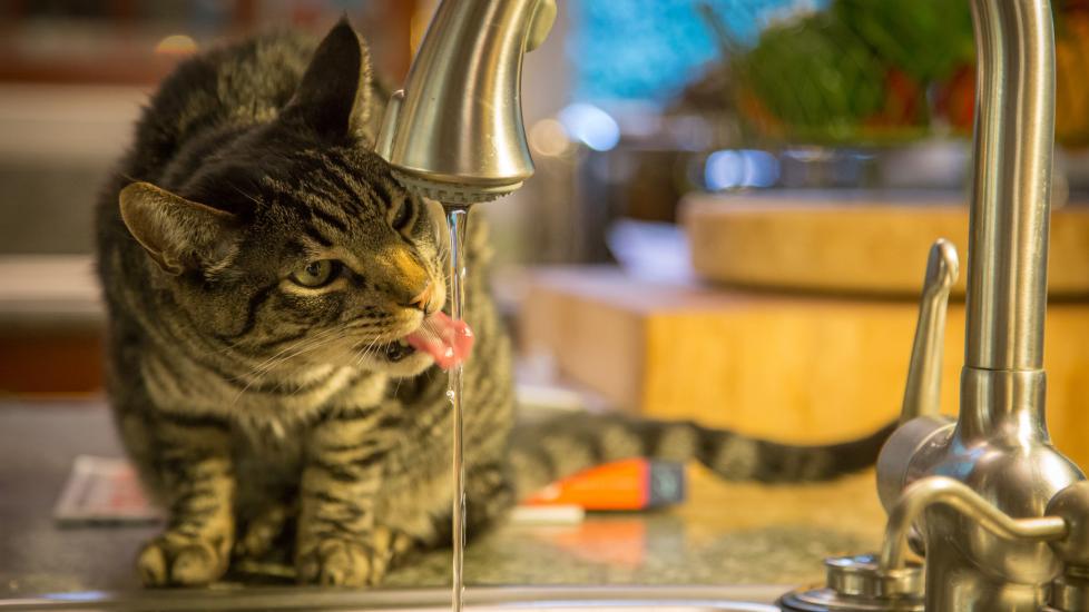 cat dehydration symptoms; a cat drinks from a faucet.